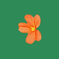 Vocabulary Flashcards